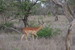  Impala 