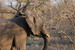  Elefant 