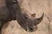  Nashorn 