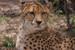  Gepard 