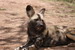  Wildhund 