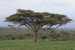  Baum 