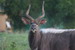  Nyala 