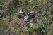  Kudu 