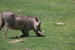  Warnzenschwein 