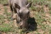  Warzenschwein 