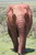  roter Elefant 