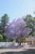  Jacaranda 